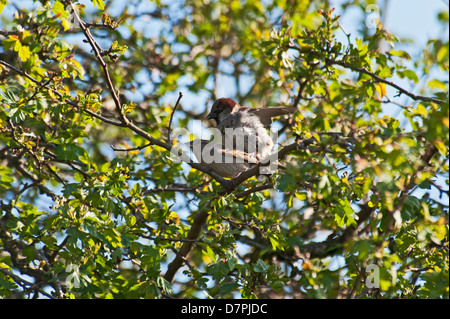 Garden and wild birds Amlwch Anglesey North Wales Uk Stock Photo