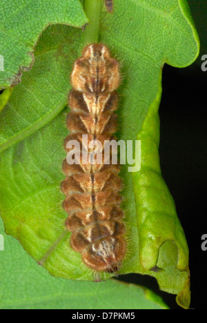 Purple Hairstreak caterpillar (Neozephyrus quercus) on an oak leaf Stock Photo