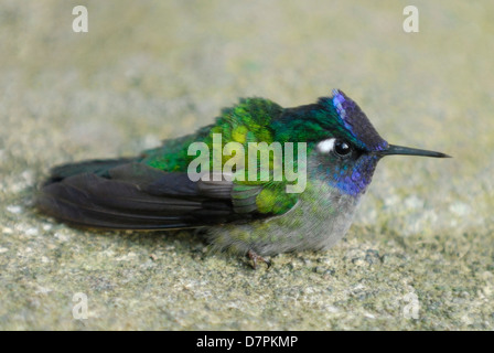 Male Violet-headed Hummingbird (Klais guimeti) Stock Photo