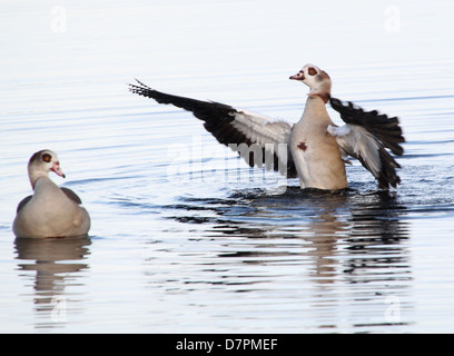 Egyptian Goose (Alopochen aegyptiaca) flapping wings Stock Photo