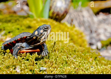 Eastern Painted Turtle Stock Photo