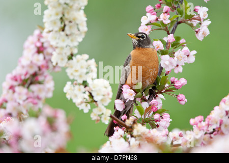 American Robin perching in Crabapple Flowers bird songbird Ornithology Science Nature Wildlife Environment Stock Photo