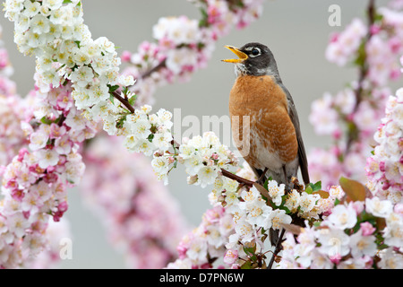 American Robin Singing in Crabapple Tree bird songbird Ornithology Science Nature Wildlife Environment Stock Photo