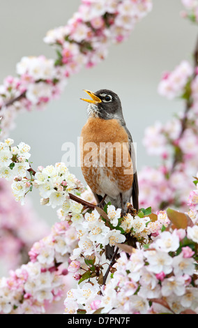 American Robin Singing in Crabapple Tree - vertical bird songbird Ornithology Science Nature Wildlife Environment Stock Photo