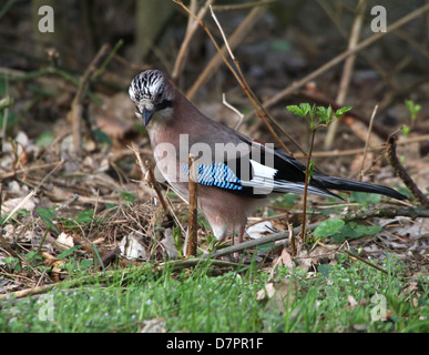 Detailed close-up of a Eurasian Jay (Garrulus glandarius) posing in the grass Stock Photo