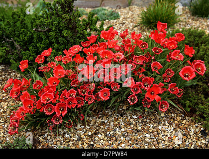 Tulipa linifolia - common name: Flax-leaved tulip Stock Photo