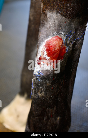 Derazil 7: Close up of nanoflex powder dressing on granulating wound on hind leg of thoroughbred horse Stock Photo