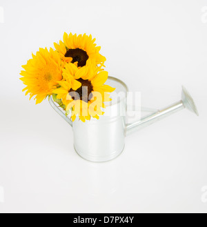 A group of sunflowers in a watering can. Studio isolated on white. Stock Photo