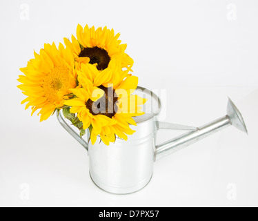 A group of sunflowers in a watering can. Studio isolated on white. Stock Photo