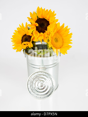 A group of sunflowers in a watering can. Studio isolated on white. Stock Photo