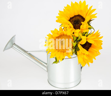 A group of sunflowers in a watering can. Studio isolated on white. Stock Photo