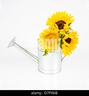 A group of sunflowers in a watering can. Studio isolated on white. Stock Photo