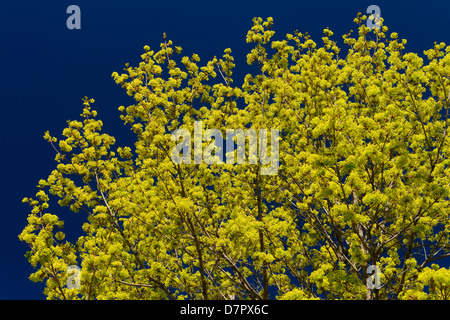 Yellow green flower clusters on a Norway Maple tree in Spring in Toronto Canada against a clear blue sky Stock Photo