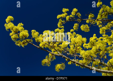 Chartreuse flower clusters on branches of a Norway Maple tree in Spring in Toronto Canada against a clear blue sky Stock Photo