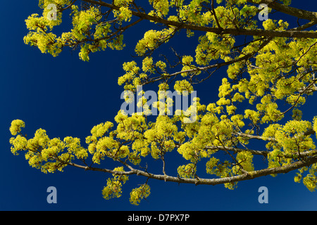 Yellow green flower clusters on branches of a Norway Maple tree in Spring in Toronto Canada against a clear blue sky Stock Photo