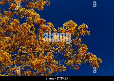 Branches of a Norway Maple tree cultivar Crimson King with orange flowers in Spring Toronto Canada against a clear blue sky Stock Photo