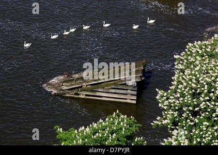 Swans floating in a row on the river Vltava under Charles Bridge, Horse Chestnut blooming, Prague Czech Republic, Europe Stock Photo