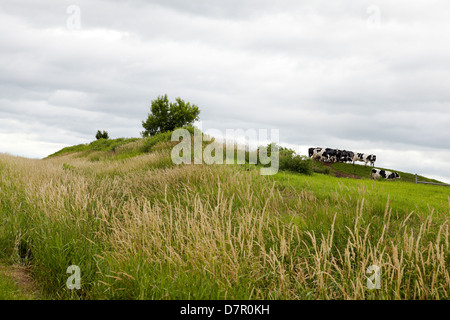 Herd of cows on hill side pasture with stormy sky in Wisconsin, USA Stock Photo