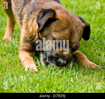 Border terrier dog Canis Lupus Familiaris playing with tennis ball on grass Stock Photo