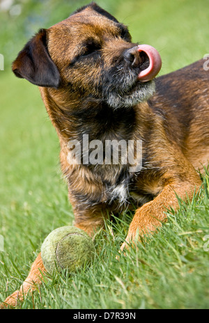 Close-up Border terrier dog Canis Lupus Familiaris lying in grass with ball Stock Photo