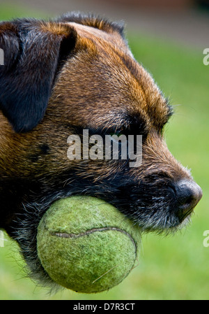 Close up of Border terrier dog Canis Lupus Familiaris holding a tennis ball Stock Photo