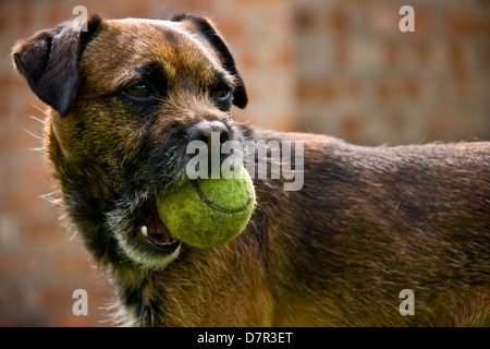 Border terrier pet dog Canis Lupus Familiaris holding a tennis ball Stock Photo
