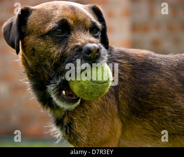 Close-up alert Border terrier dog Canis Lupus Familiaris holding tennis ball Stock Photo