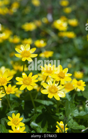 deciduous woodland floor carpet of low growing lesser celandine close up in bright sunshine bright yellow petals Stock Photo