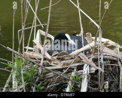 Detailed close-up of a female Eurasian Coot (Fulica atra) brooding on the nest in spring Stock Photo