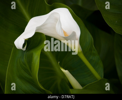 White Calla flower with green leaves on the background. Stock Photo