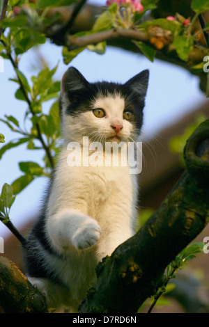 kitten on a tree Stock Photo