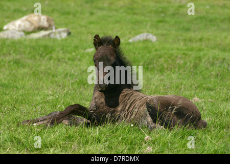 lying Icelandic horse foal Stock Photo