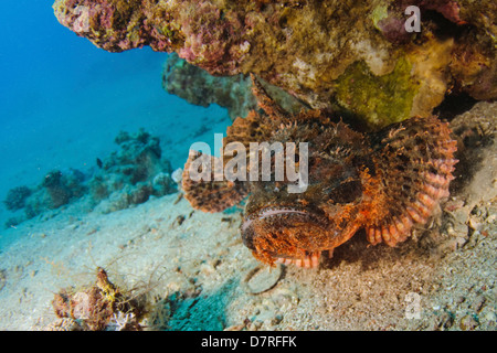 Underwater photography of a Synanceia nana stonefish in the Red Sea Aqaba, Jordan Stock Photo