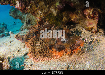 Underwater photography of a Synanceia nana stonefish in the Red Sea Aqaba, Jordan Stock Photo