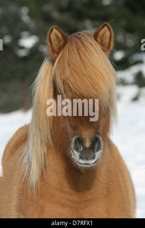 Islandic horse portrait Stock Photo