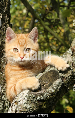 young tomcat Stock Photo