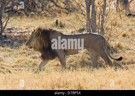 walking lion Stock Photo