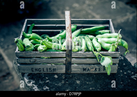 A gardeners wooden basket filled with freshly picked English organic vegetables including broad-beans. Stock Photo