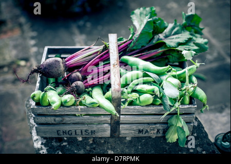 A gardeners wooden basket filled with freshly picked English organic vegetables including Beetroot and broad-beans. Stock Photo