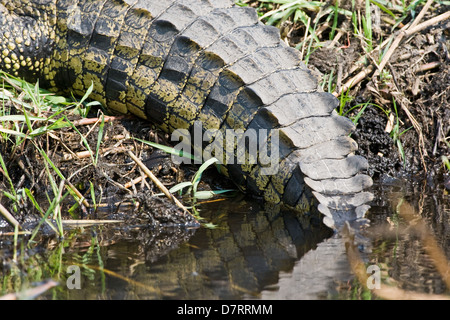 Nile crocodile Stock Photo