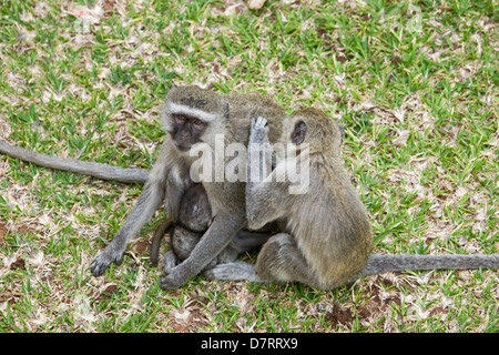 vervet monkey Stock Photo