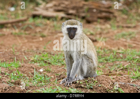 vervet monkey Stock Photo