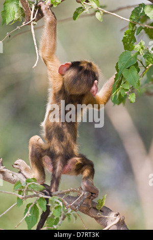 Baboon Rear View Baboon rear view Stock Photo - Alamy