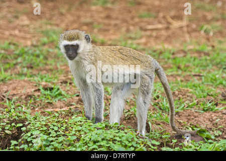 vervet monkey Stock Photo