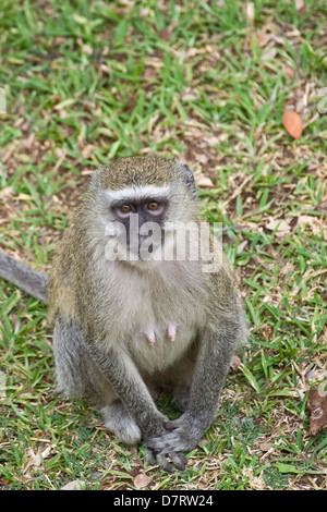 vervet monkey Stock Photo