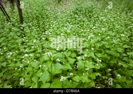 Garlic mustard (Alliaria petiolata), an invasive species, in a city park in Detroit.