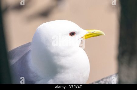 Looking down on a seagull nesting on the Tyne Bridge. Stock Photo