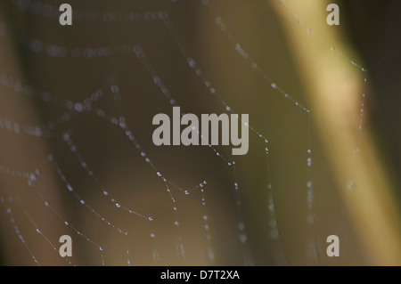 Early morning dew on spider's web Stock Photo