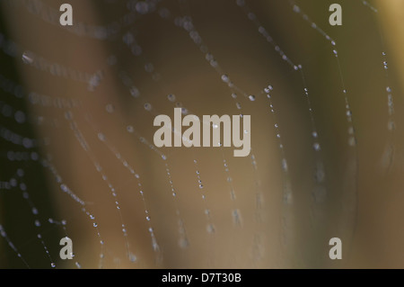 Early morning dew on spider's web Stock Photo