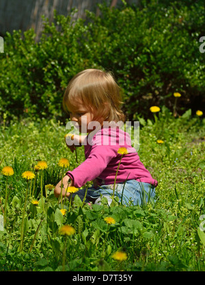 Little girl picking dandelions in a sunny park Stock Photo